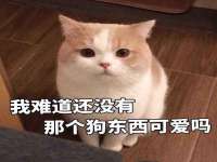 成都德鹏润科技有限公司