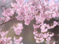 成都德鹏润科技有限公司