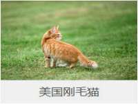 成都德鹏润科技有限公司