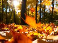 成都德鹏润科技有限公司
