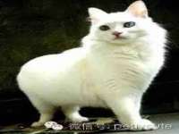 成都德鹏润科技有限公司