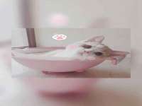 成都德鹏润科技有限公司