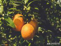 成都德鹏润科技有限公司