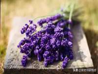 成都德鹏润科技有限公司